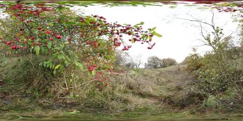 Euonymus Europeaus panorama